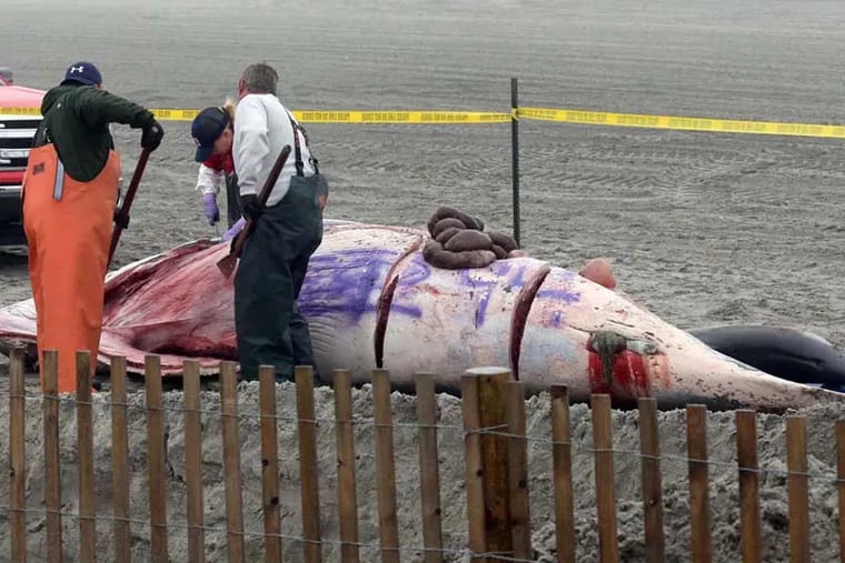 Bob Schoelkopf, right, Director of the Marine Mammal Stranding Center, looks over a minke whale  the washed up Thursday, May 1, 2014 below Central Pier, and a common dolphin was found at the beach on Indiana Avenue, in Atlantic City. The whale, which was tagged with purple paint by graffiti artists, was being cut up for an autopsy and later buried there at the beach.     Vern Ogrodnek / The Press of Atlantic City