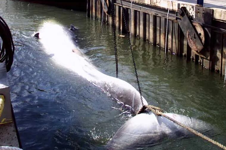 TheArmy Corps of Engineers vessel Hayward unloads a dead female finback whale measuring 45-50 feet at the engineers' pier in Jersey City, N.J., Thursday, Feb. 1, 2001. The whale was retrieved in the waters off nearby Port Elizabeth and is the third whale to be found dead in the area since Dec. 11, 2000. (AP Photo/Jeff Zelevansky)