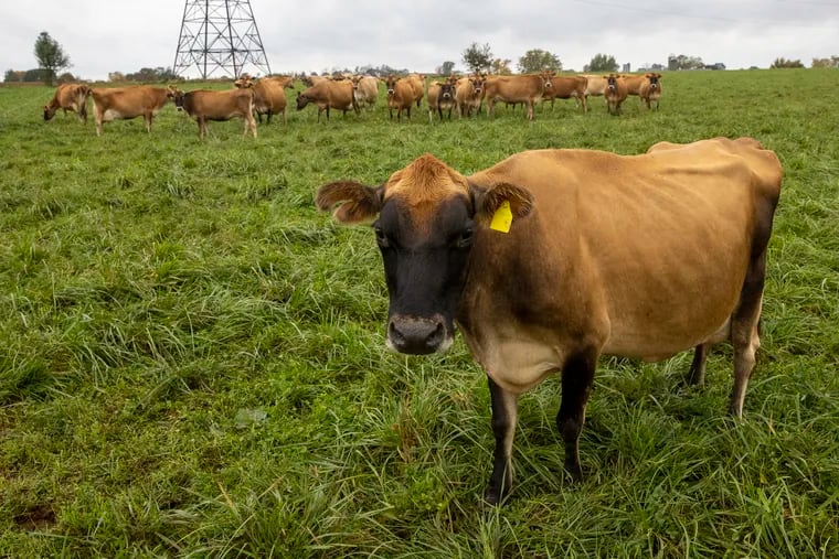 Leroy Miller's grass-based dairy farm in Leacock Twp., Lancaster County, is a model for the kind of farming that is getting a boost through a grant from the National Fish and Wildlife Foundation. Miller's herd of Jersey cows were grazing in late October.