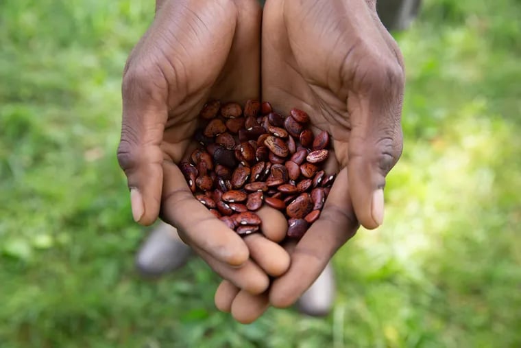 Chris Bolden-Newsome, co-Director and farm manager of Sankofa Community Farm at Bartram's Garden, holds Truelove Seeds, at the farm at Bartram's Garden, in Philadelphia, Tuesday, June 26, 2018.