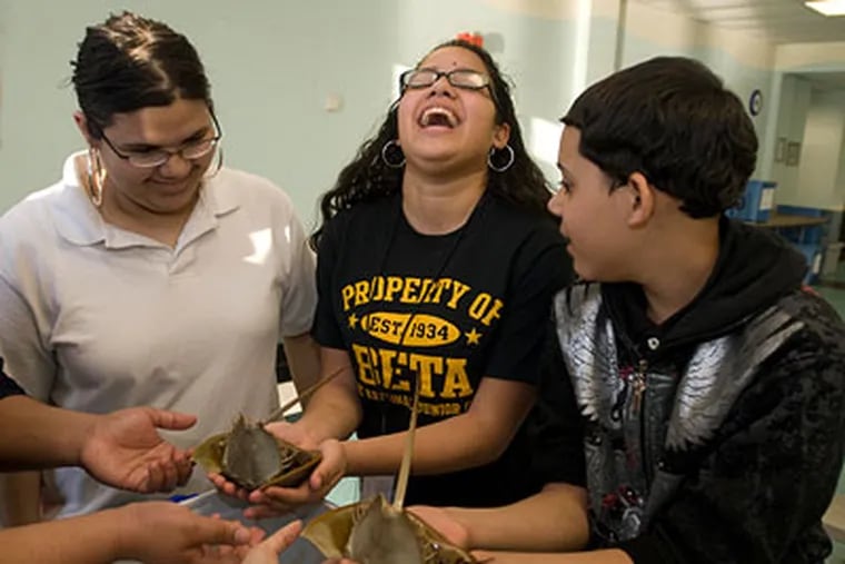 Priscilla Quintana (center) reacts as she holds a horsshoe crab for the first time. She along with Rebecca Rivera and Luis Martinez are in the Explorer program at the Adventure Aquarium in Camden. (Ron Tarver / Staff Photographer)