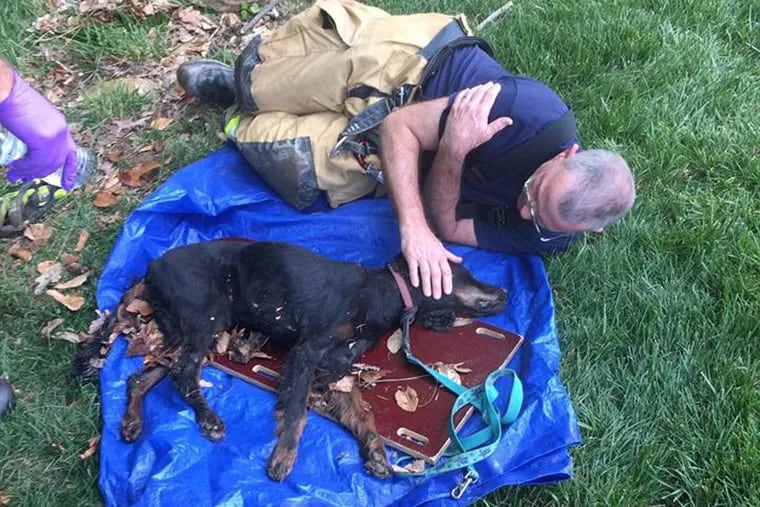 Springfield Firefighter Bob Tracey comforts a dog they just freed after it became trapped under a log.