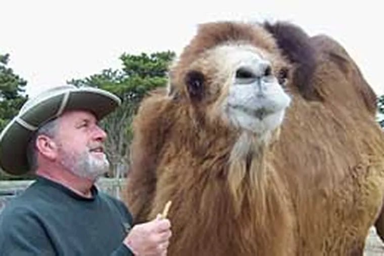 Princess the prognosticating camel with John Bergmann, general manager of the Popcorn Park Zoo.