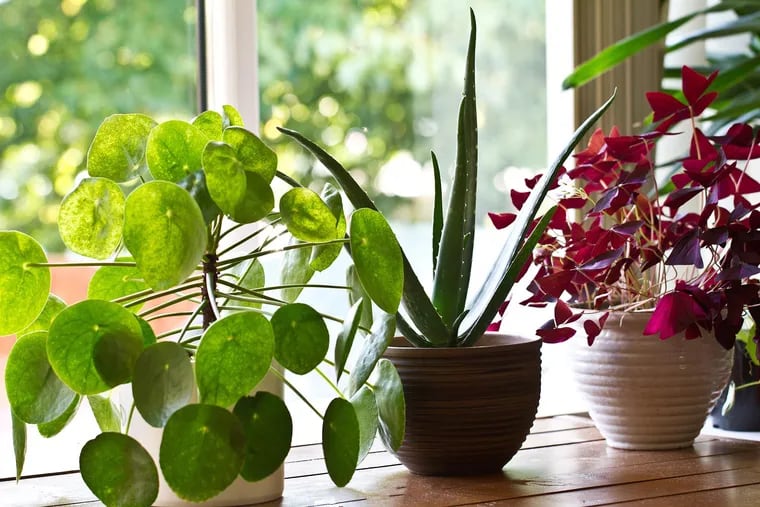 Houseplants, unlike garden plants, are completely reliant on their owners for sunlight and nutrition, but they repay the effort by producing a number of benefits in return.