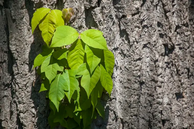 Close up of poison ivy growing on a tree. 