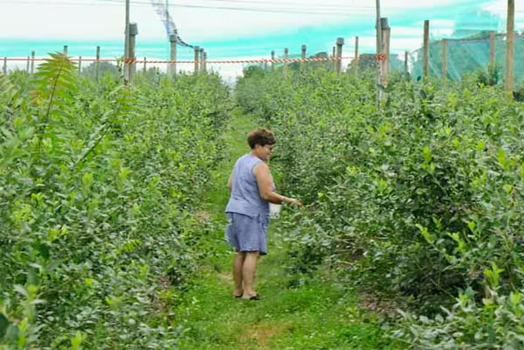 Victoria Maturi , of Reading, picks in a field of blueberries at  Weaver's Orchard in Morgantown. High rains has plumped the fruits slightly larger than normal. July 9, 2013 ( RON TARVER / Staff Photographer )