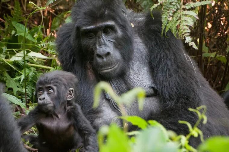 Our gorilla trek into the wilds of Uganda’s Bwindi National Impenetrable Forest brought us face to face with the 15-member Rushegura group, including this mother and baby.