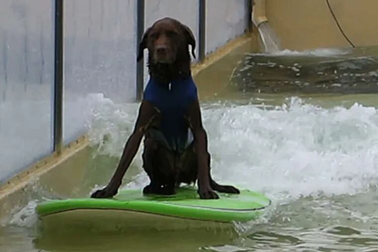 A dog tests out Bruce McFarland's wave float in preparation for the Tournament of Roses Parade.