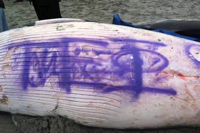 The whale washed up with purple graffiti on its belly.