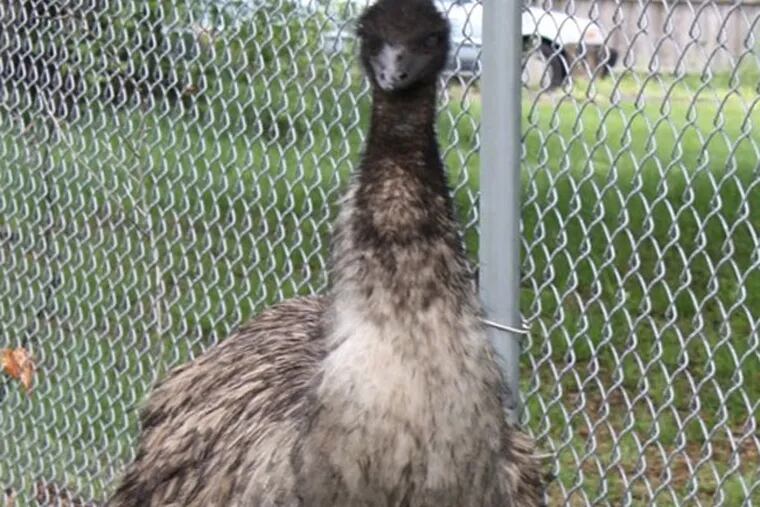 An emu found wandering in Walnutport, Northampton County, on May 7, 2013.