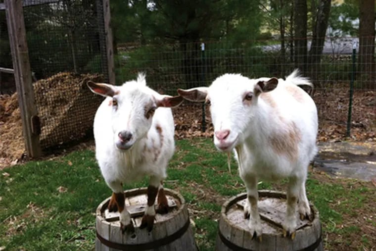 If you feel ready for a more involved project and have a fenced-in area with an indoor shelter, a goat might be the answer.