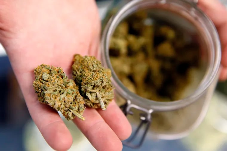FILE - This Nov. 27, 2015, file photo shows two marijuana buds displayed for a customer in Denver. A government report released on Tuesday, June 17, 2019 shows that pot use in pregnancy has doubled among U.S. women and is most common during the first trimester.