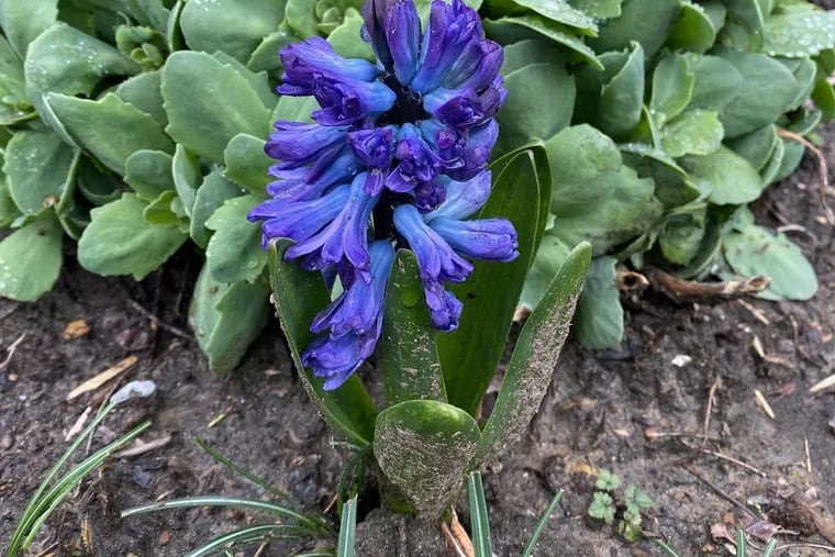 The hyacinth are in bloom. Time to think about getting that garden ready for summer.