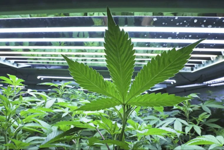 This June 5, 2017, photo shows a marijuana leaf in the vegetative room at Alaska Cannabis Cultivators in Fairbanks, Alaska.