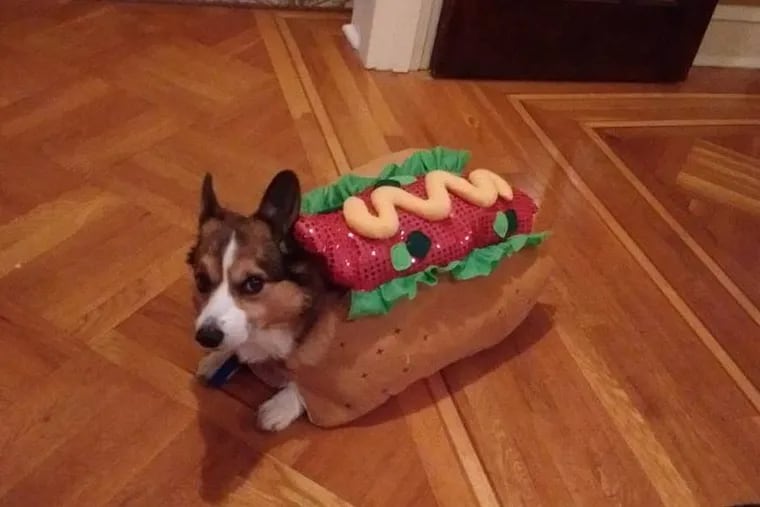 Freddie the corgi is not happy to be dressed as a hot dog.