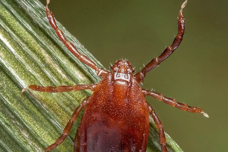 An adult female Haemaphysalis longicornis tick, commonly known as the longhorned tick.