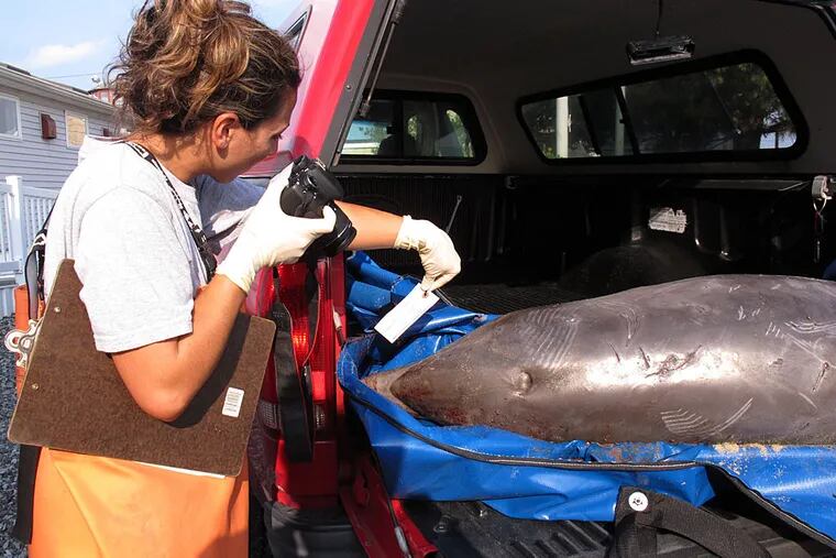 Danielle Monaghan, a staffer at the Marine Mammal Stranding Center in Brigantine, photographs a dead dolphin that washed ashore on Aug. 21, 2013, in Spring Lake, N.J.  (WAYNE PARRY / Associated Press)