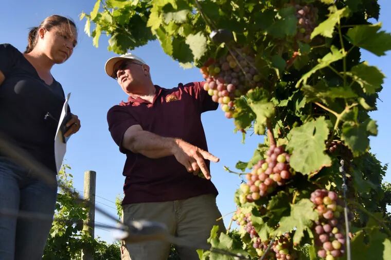 Jim Quarella (right), founder and president of Bellview Winery in Landisville, talks grapes with Melissa Volin (left) as Rutgers University's Agricultural Experiment Station holds a Wine Grape Summer Camp in Bridgeton on August 8, 2017. The grapes are public domain Merlot grapes brought to N.J. by Rutgers agricultural researchers over twenty years ago.