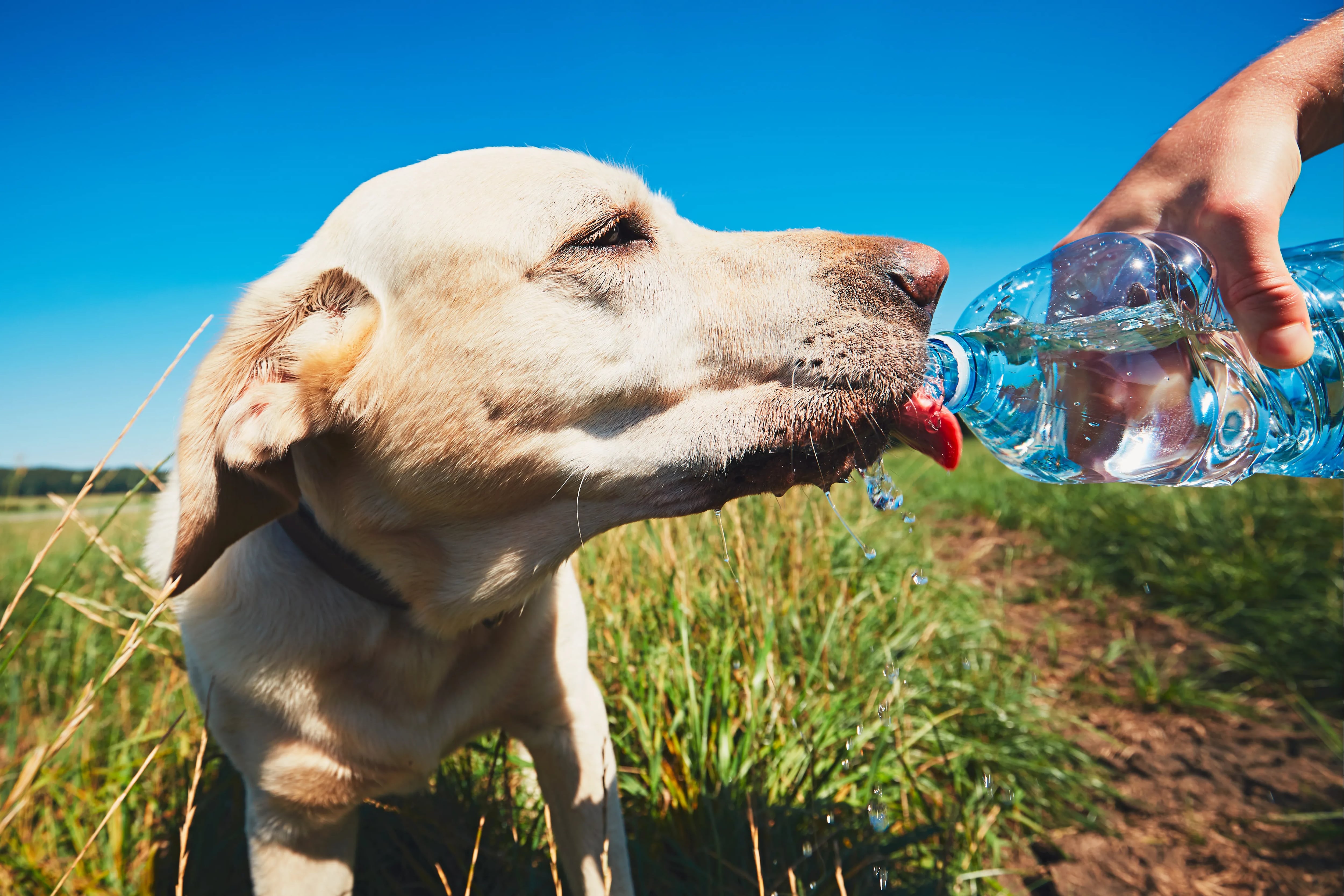 III. Signs of Dehydration in Chihuahuas