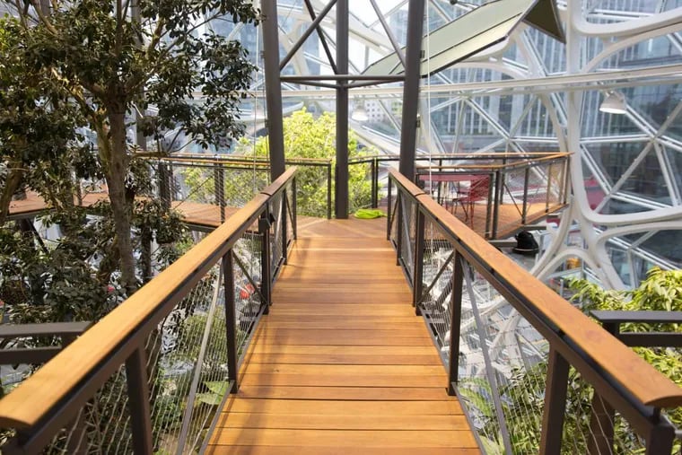 The suspension bridge near Rubi, the tree, in one of the Amazon.com spheres in Seattle.