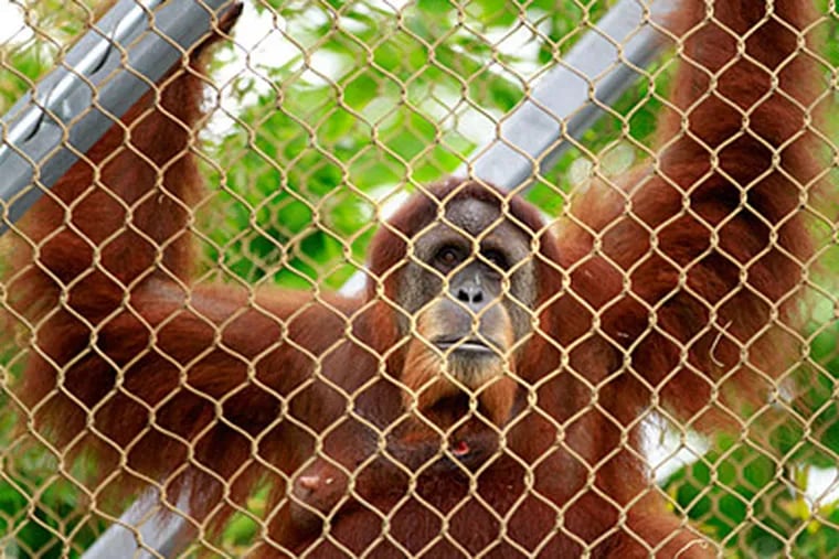 Tua, a female Sumatran orangutan, swings in a new trail at the
Philadelphia Zoo on Aug. 14, 2012. (DAVID SWANSON / Staff)