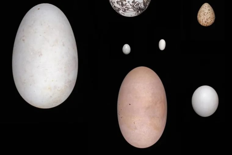 Eggs, clockwise from top right: eastern screech owl, maleo, wandering albatross, common murre, least sandpiper and, center, broad-tailed hummingbird above the graceful prinia. Harvard Museum of Comparative Zoology.