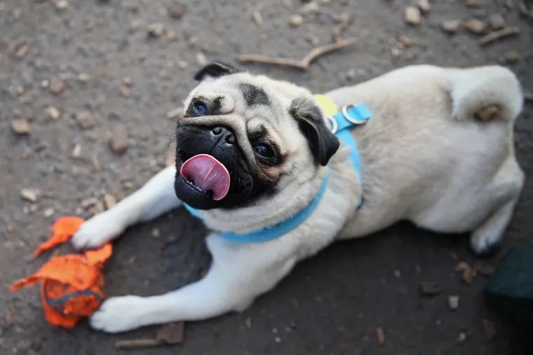 Inquirer reporter Bethany Ao lets her pug, Pinto, cool off at Orianna Hill Park in Northern Liberties on Friday, April 6, 2018.