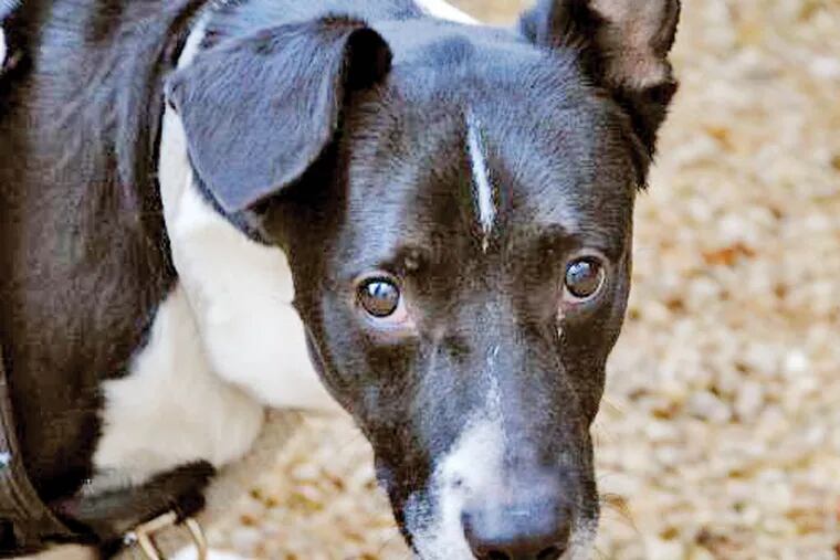 The Daily News Pet of the Week is Chase, a 4-to-6-year-old terrier mix at the Philadelphia Animal Welfare Society.
