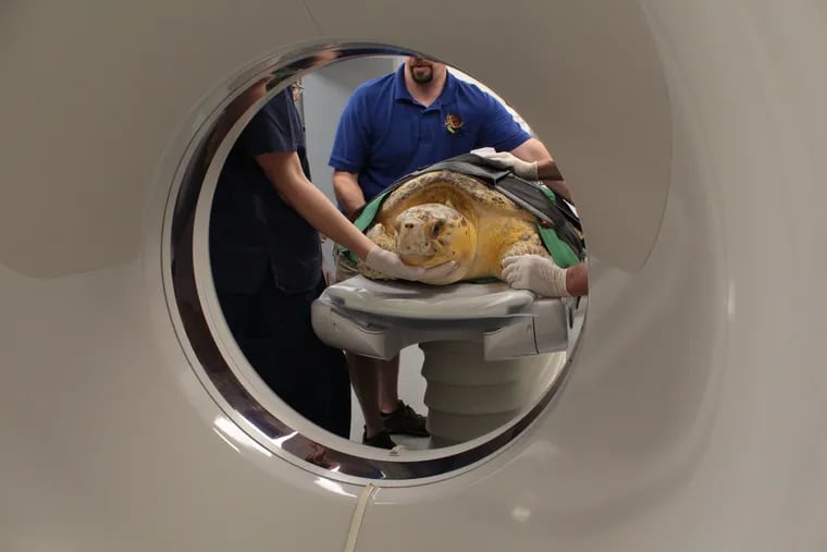 Tabitha, a loggerhead sea turtle, undergoes a CT scan at Mount Laurel Animal Hospital.  The reptile was rescued off the coast of Ocean City on June 27, 2019.