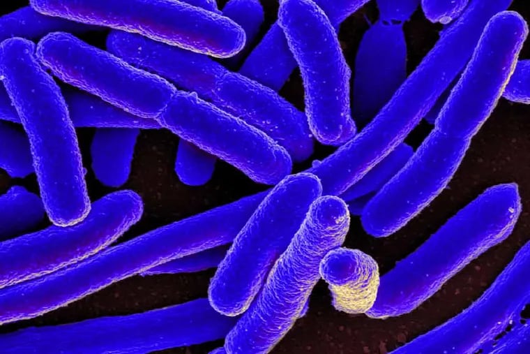 Escherichia coli (E. coli) in a scanning electron micrograph. These bacteria normally live in the intestines of people and animals. Most are harmless and important for a healthy human intestinal tract.