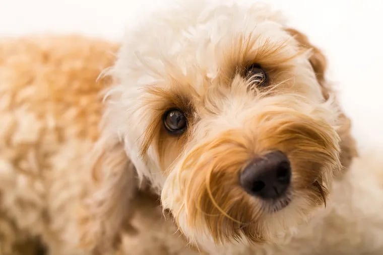 FILE photo shows a labradoodle, a dog breed that owners say have a lot of health problems. Delaware Valley Consumer's Checkbook has rated area veterinarians.