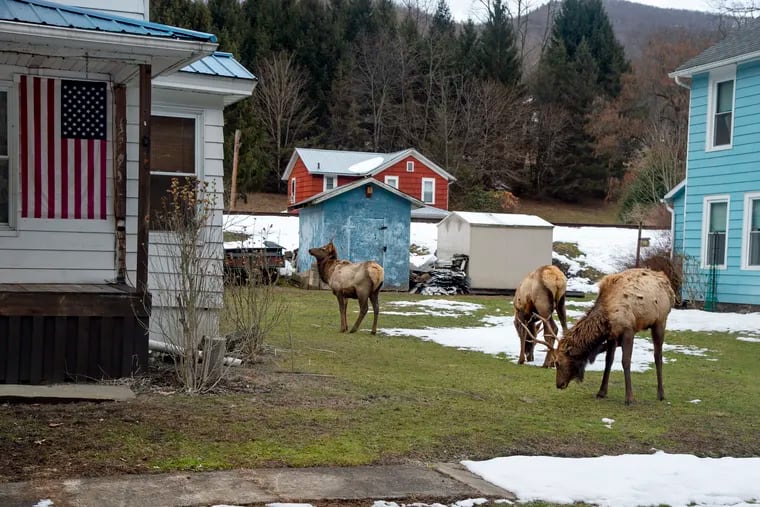 Elk in Driftwood where the amount of snow this year has brought the herd down from the higher elevations into the valley in search of food — mainly grass in the yards of homes.