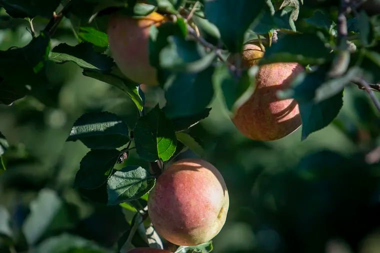 Stayman apples on the tree at Linvilla Orchards, 137 W. Knowlton Rd., Media.