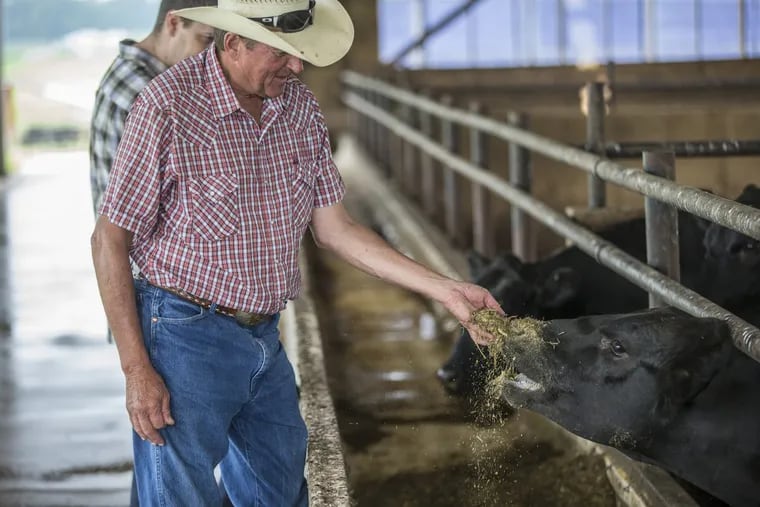 Dennis Byrne, the Herr’s Angus Fram manager, left, feeds one of his cows the hay mixed with the Herr’s “Party Mix.” MICHAEL BRYANT / Staff Photographer