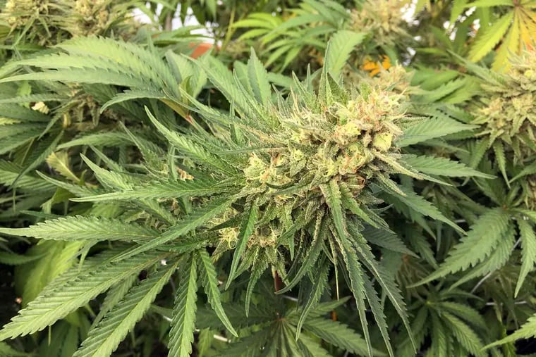 A marijuana bud before harvesting.