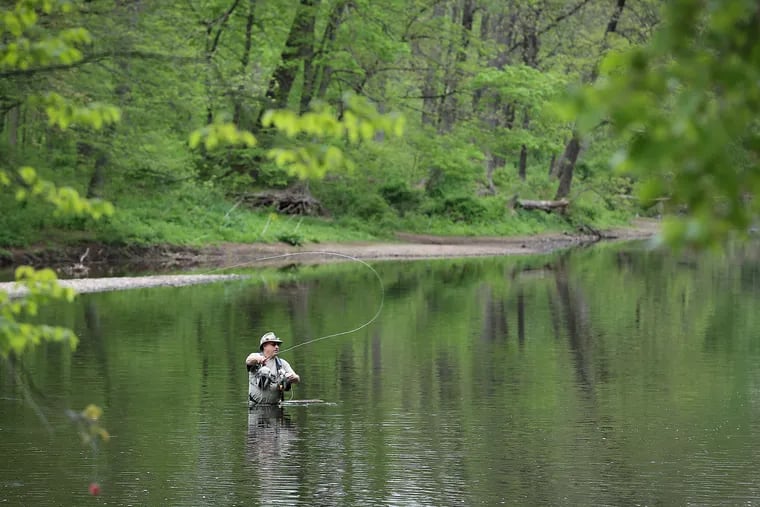 Peter Fuhr, of Bensalem, fly fishes in Neshaminy Creek in Tyler State Park in Newtown on Monday.