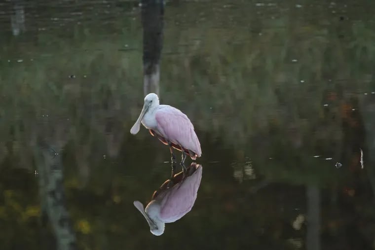 The roseate spoonbill that drifted over to a pond in Cumberland County, N.J., from its normal habitat in the South.