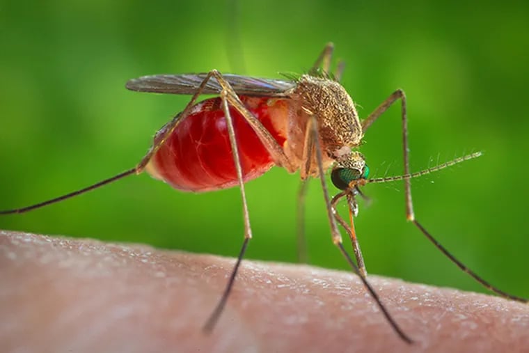 Controlling mosquitoes is key to controlling West Nile virus.