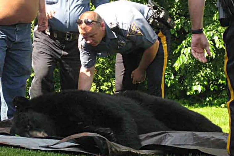 Bear in Burlington County about to get weighed.  Photo: Barb Boyer.