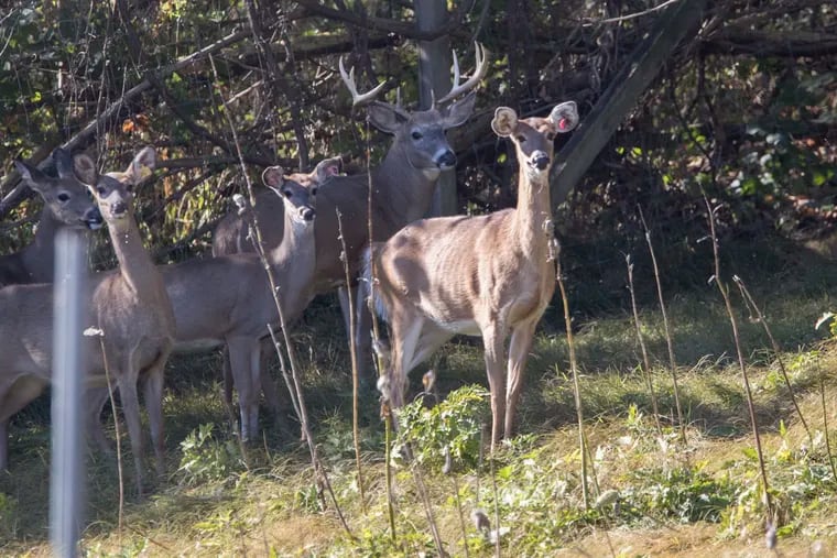 A herd of whitetail deer in Landisburg, Perry County, PA.   CHARLES FOX / Staff Photographer