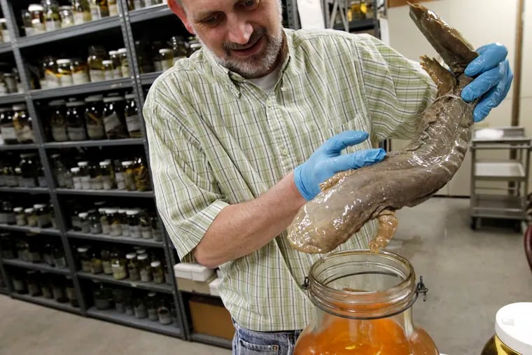 FILE - In this March 23, 2012, file photo, Ned S. Gilmore, collections manager of vertebrate zoology, shows a hellbender salamander in the collection at the Academy of Natural Sciences in Philadelphia. Pennsylvania is getting an official amphibian, a nocturnal salamander that can grow to be more than two feet long.
The House voted 191-6 on Tuesday, April 16, 2019, to grant the honor to the Eastern hellbender, and Gov. Tom Wolf's office said he plans to sign it. AP Photo/Alex Brandon, File)