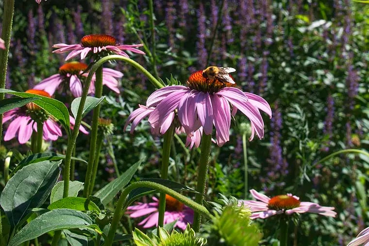 In the Philadelphia Orchard Project orchard in Fairmount Park, a bee flits around an echinacea flower in front of a peach tree.   The orchard is planted with companion plants such as Anise Hyssop, echinacea, false indigo, spearment, yarrow, Queen Anne's lace, fennel, comfrey, Joe Pye weed, among others, that help keep the fruit trees healthy.