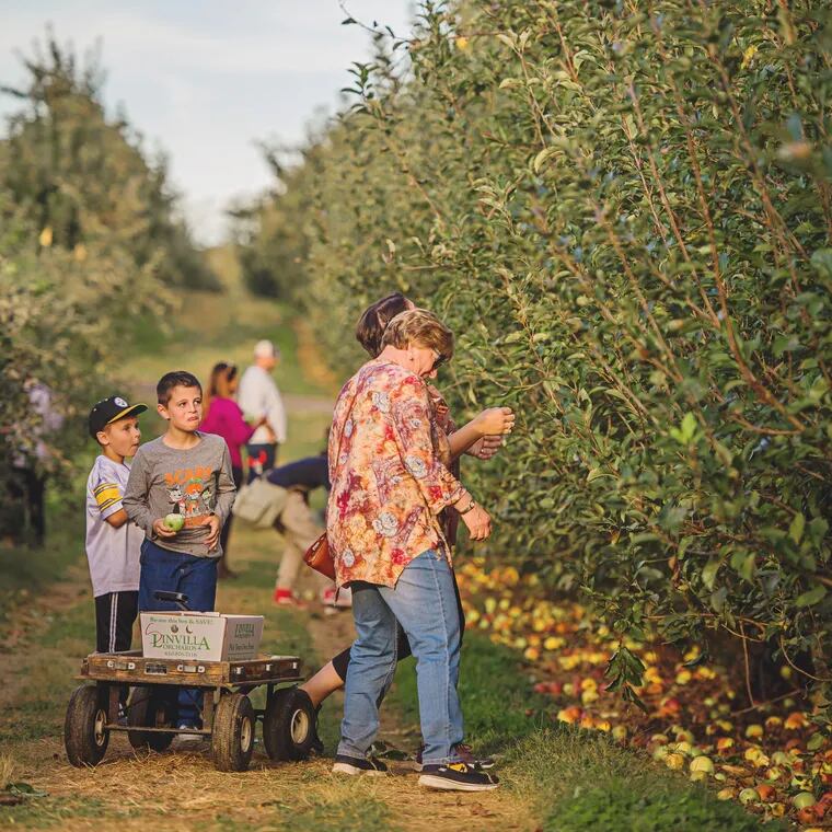 A family browses the apple selection at Linvilla Orchard.