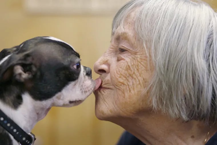 Elise Hanners, who has dementia, kisses a Boston terrier during a regular highlight — a visit to Cherry Hill dog day care. (Michael S. Wirtz / Staff Photographer)