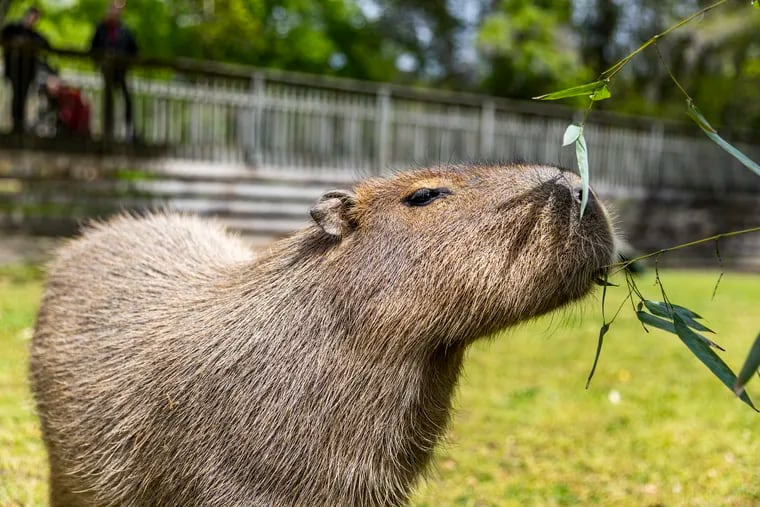 Marigold, one of the four the Capybaras at the Cape May Zoo, eating a bamboo leaves for a mid day treat in Cape May Courthouse, N.J., on Thursday, May 4, 2023.