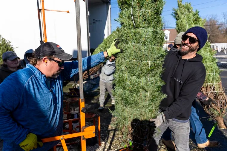 Looking for a Christmas tree near Philly? Check out the closet farm to you.
