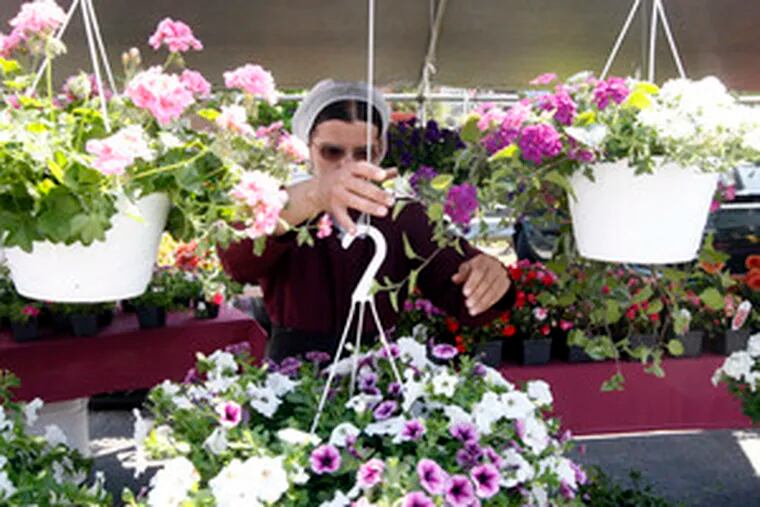 An Amish vendor tends to flowers at the West Chester Growers Market. The market is open from 9 a.m. to 1 p.m. Saturdays from now to Dec. 9.