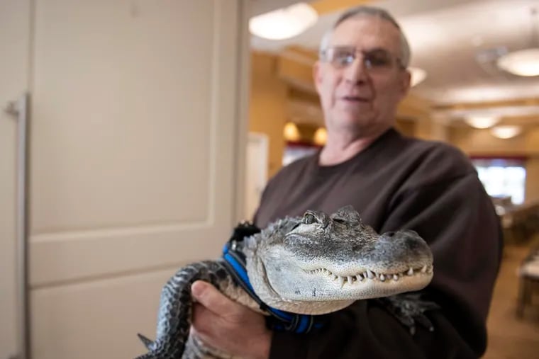 Joie Henney holds up Wally, a 4-foot-long emotional support alligator, at the SpiriTrust Lutheran Village in York.