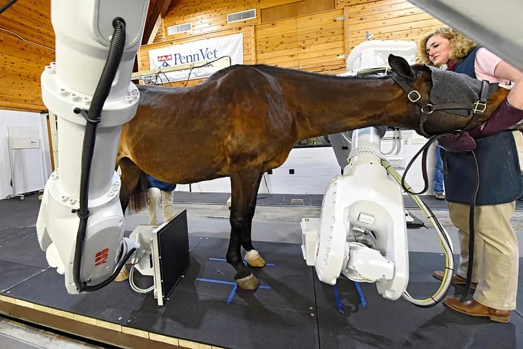 University of Pennsylvania veterinarian Barbara Dallap Schaer cradles the head of Hevona, a 9-year-old mare, during a demonstration of a new robotic system for taking CT scans of animals while standing.
