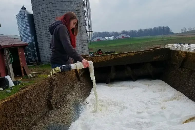 Stephanie Younker, 18, dumps out 7,000 pounds of milk — more than 800 gallons — after her family's dairy farm in Bethel, Pa., was told by its buyer that there was an oversupply of milk because of the coronavirus outbreak.